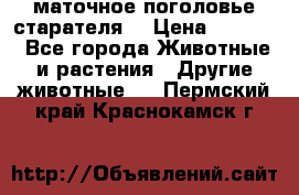 маточное поголовье старателя  › Цена ­ 2 300 - Все города Животные и растения » Другие животные   . Пермский край,Краснокамск г.